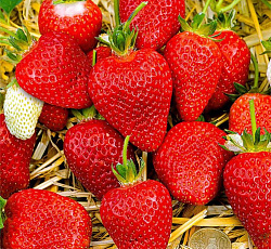 Клубника (земляника) садовая Альба
