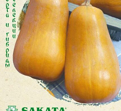 Тыква мускатная Плуто F1