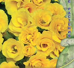 Примула махровая Розелла Еллоу