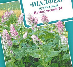 Шалфей мускатный Вознесенский 24