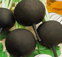Редька Зимняя круглая чёрная