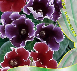 Глоксиния Импресс Формула микс