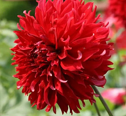 Георгина (декоративная) - Ред Фубуки