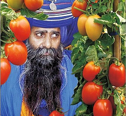 Томат Раджа