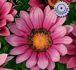 Газания Нью Дэй Пинк Шейдес