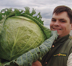 Капуста Белокочанная Русский размер