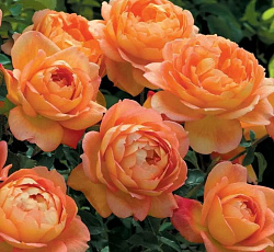 Роза (английская парковая) - Леди оф Шалот