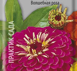 Цинния георгиноцветковая Волшебная роза