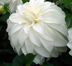 Георгина (декоративная) - Леди Либерти