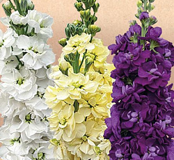 Маттиола Галерея Ван Гог