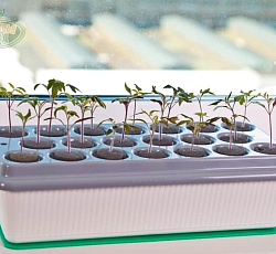 Гидропонный проращиватель "Здоровья клад" Домашняя Чудо-грядка