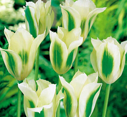 Тюльпан (Зеленоцветный) - Спринг Грин