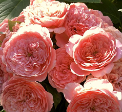 Роза (чайно-гибридная) - Куинси Джонс (Люкс)