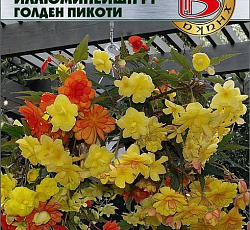 Бегония клубневая ампельная Иллюминейшн F1 Голден Пикоти