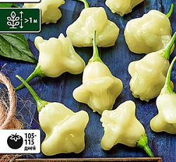 Перец острый Айджи уайт фэнтези