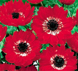 Анемона (махровая) - Ред