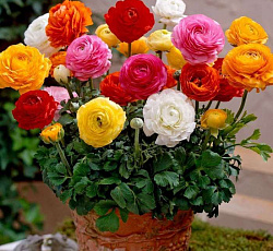 Лютик (азиатский) - Смесь окрасок (о)