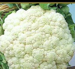 Капуста цветная Дачница