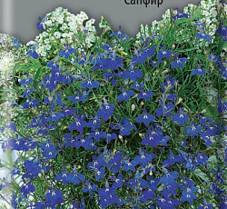 Лобелия Плетистая Сапфир