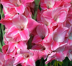 Гладиолус (Российская селекция) - Морская Раковина