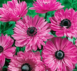 Анемона (махровая) - Пинк