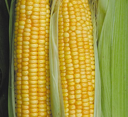 Кукуруза Сливочный нектар F1 (суперсахарная)