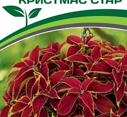 Колеус крупнолистный Кристмас Стар