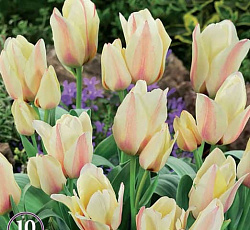 Тюльпан (Многоцветковый) - Альбион Стар