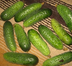 Огурец Пальчик
