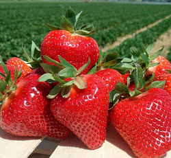 Клубника (земляника) садовая Джоли