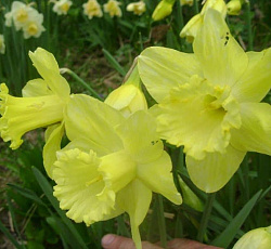 Нарцисс (крупнокорончатый) - Ст.Патрикс Дей