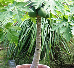 Папайя Дынное дерево