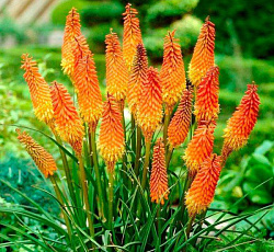 Книфофия (гибридная) - Альказар