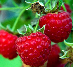 Малина (традиционная) - Метеор