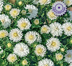 Астра Сирена Белая