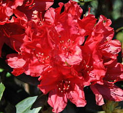 Рододендрон Шейх древесный