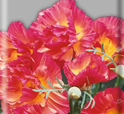 Эшшольция Розовый шелк