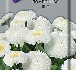 Маргаритка помпонная Вайт