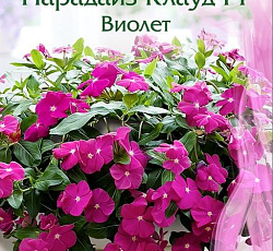 Катарантус Парадайз Клауд Виолет F1