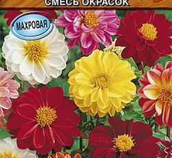 Георгина махровая Радуга цветов (смесь окрасок)