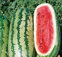 Арбуз Скоростная торпеда F1