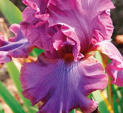Ирис (бородатый) - Кантина