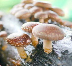 Шиитаке летний