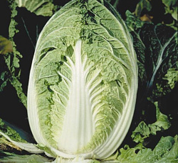 Капуста пекинская Ча-ча F1