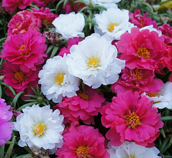 Портулак Хэппи махровый смесь