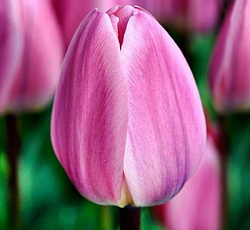 Тюльпан (Дарвинов гибрид) - Лайт энд Дрими