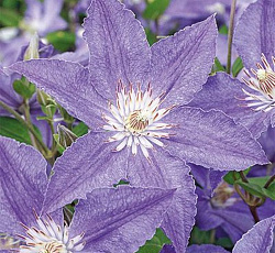 Клематис (крупноцветковый) - Блю Даймонд (Люкс)
