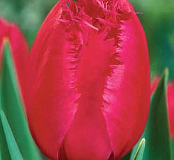 Тюльпан (Бахромчатый) - Бургунди Лейс