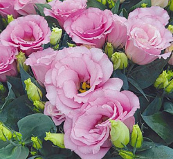 Эустома Джульетта Пинк F1