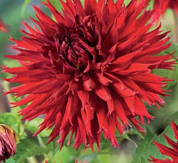 Георгина (бахромчатая) - Джексон